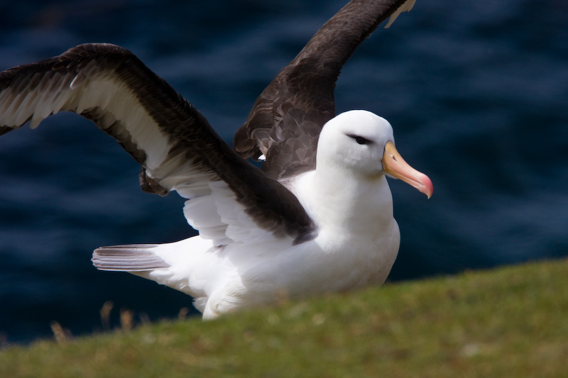 Black-Browed Albatross